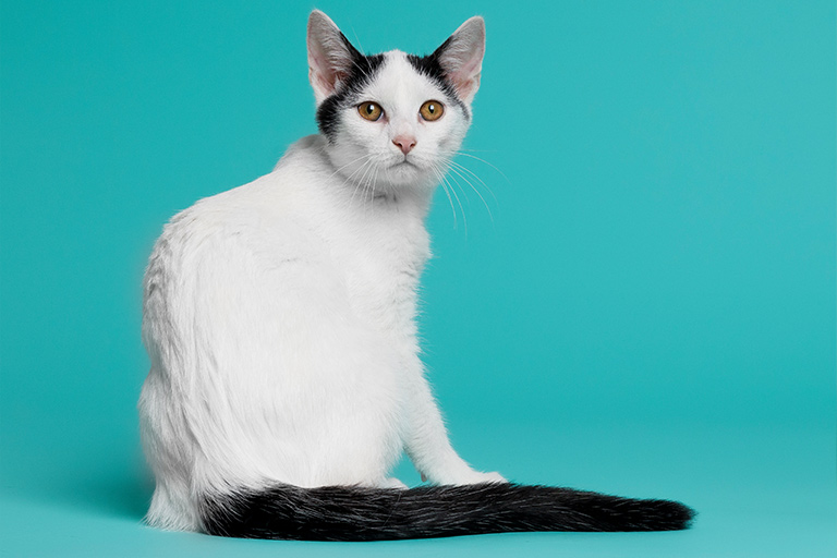 Čo si pripraviť pred príchodom mačičky