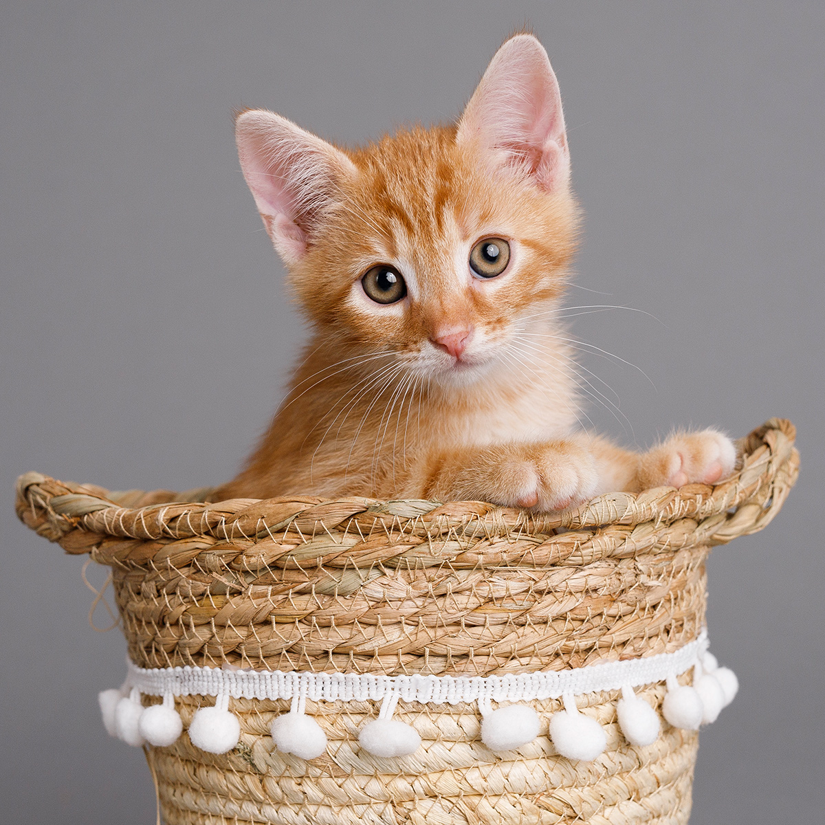 Mackysos 09 009 (6646)