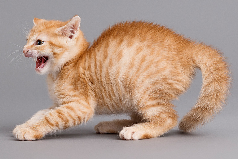 Prvé dni v novom domove